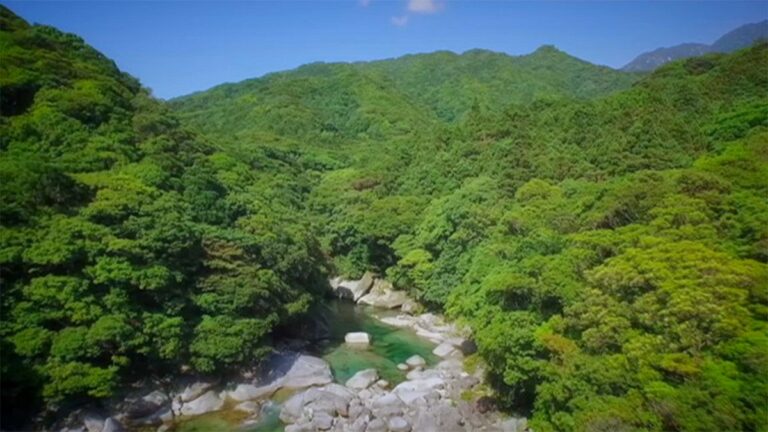 Japonya’nın cennet köşesi: Yakushima Adası