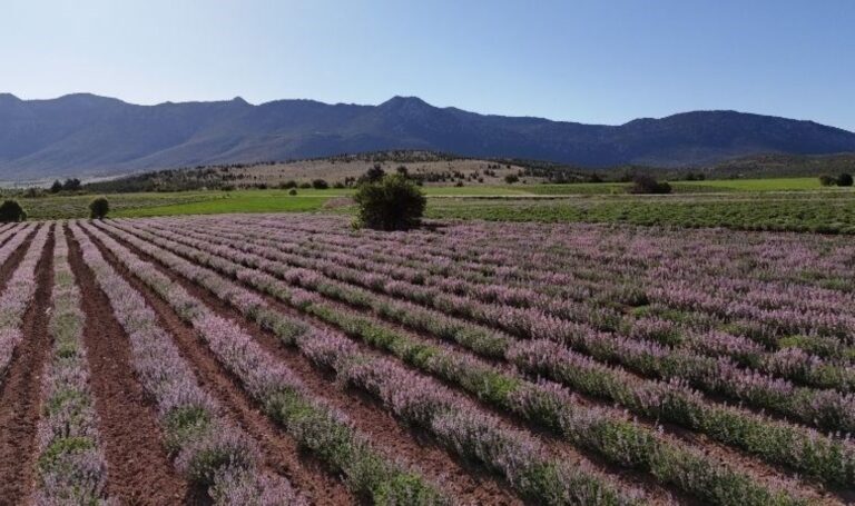 Burdur’da tarlalar mora büründü: Litre fiyatı bin TL – Son Dakika Yaşam Haberleri