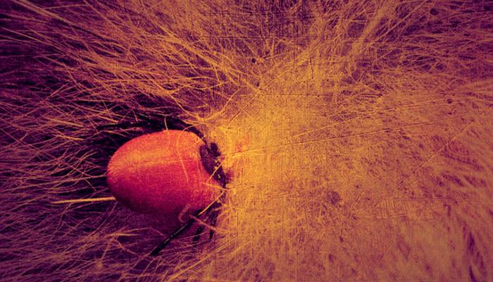 Kurban Bayramı öncesi kritik uyarı: Kurbanlıklarla yurda dağılıyorlar! ‘Mutlaka kontrol edilmeli’ Ölüme neden oluyor