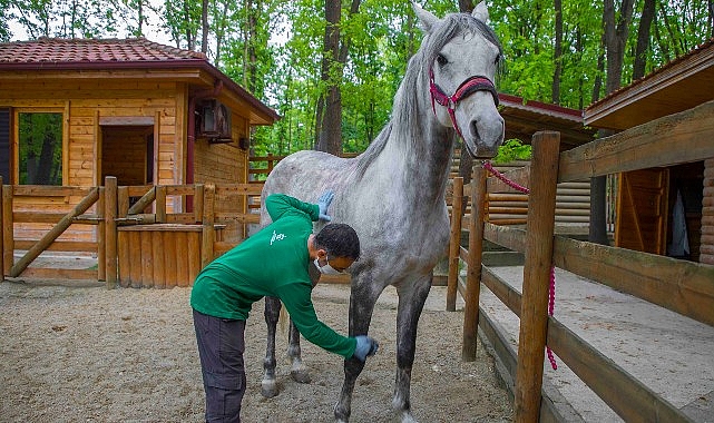 Ormanya bayramda ziyaretçilerini bekliyor – GÜNDEM