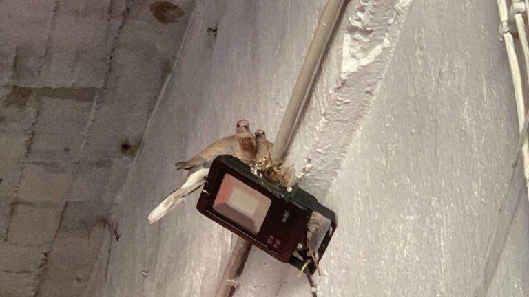 Karaman’da bir çift kumru 2 yıldır oto tamirci dükkanına yuva yapıyor