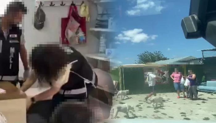 İstanbul’da skandal olay! Barınağa bırakılan hayvanları parayla satmış