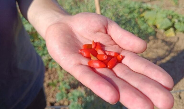 Faydaları saymakla bitmiyor: Bilecik’te ilk kez ekildi – Son Dakika Yaşam Haberleri
