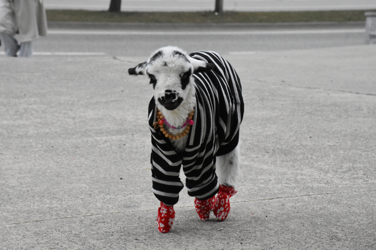 Mahallede evde bir şişe ile beslenen bir kuzu ile değerlendirin