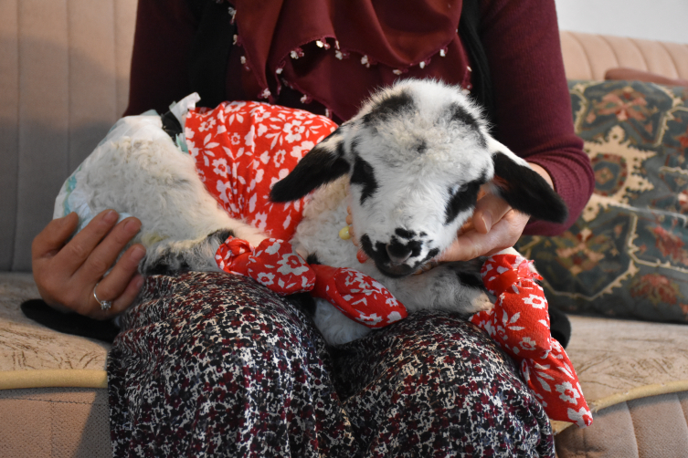Mahallede evde bir şişe ile beslenen bir kuzu ile değerlendirin