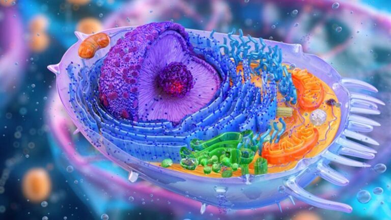 Syntrozom nedir? Syntrozom'un görevleri ve özellikleri nelerdir?