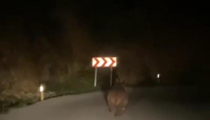 Araçla dolaşırken ayı çıktı! Karabücuk'ta yaban domuzu ve ayı görüldü