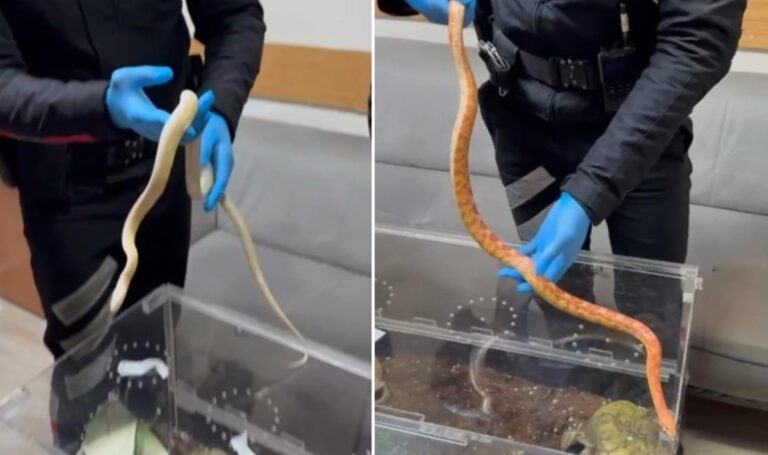 Mais ponon ve zehirli yılanlar Maslak'ta ele geçirildi – Türkiye haberlerini kırdı