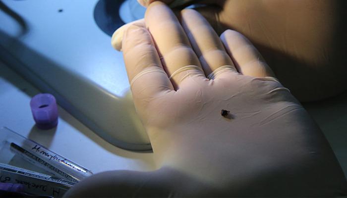 Salgın gibi: 2 kişi hayatlarını aldı! Sadece ısırık değil, ona dokunmak bile acıyor …