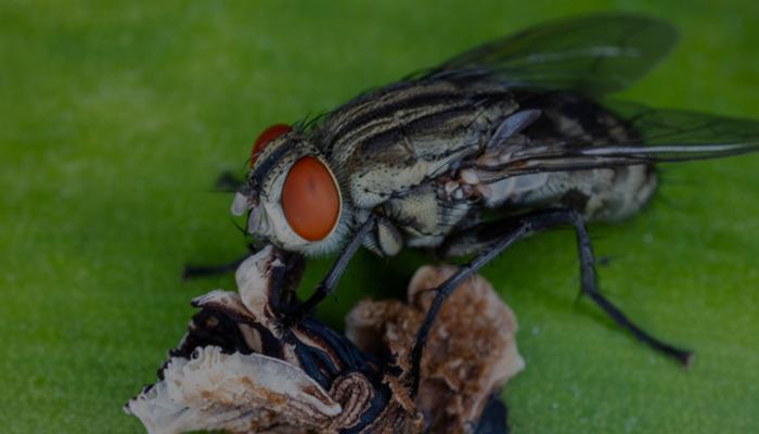 Geri döndü: “Yeni Brokewed World” in paraziti bir kabustu! Nazal boşluk sette'ye yerleşmiş canlı kumaşlar: 19 günlük bir çocukta görüldü!