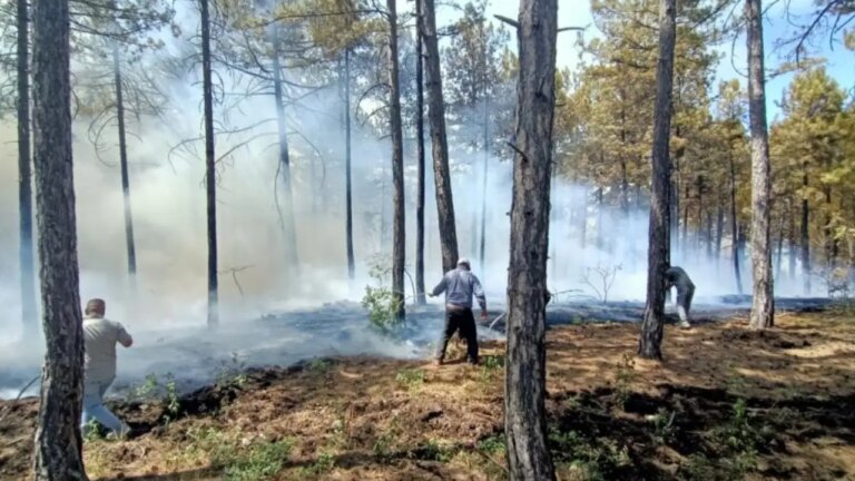 Denizli'de Orman Ateşi! – Türkiye haberlerini kırmak