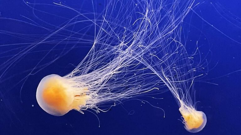 Fransa'da Nükleer Denizanası Alarmı: Dört Kapalı Reaktör