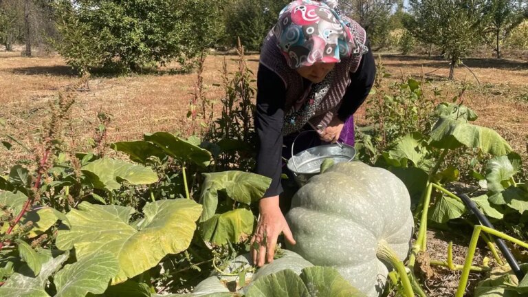 Hayvan gübresiyle 40 kiloya ulaştı: Besin deposu…. – Son Dakika Hayat Haberleri
