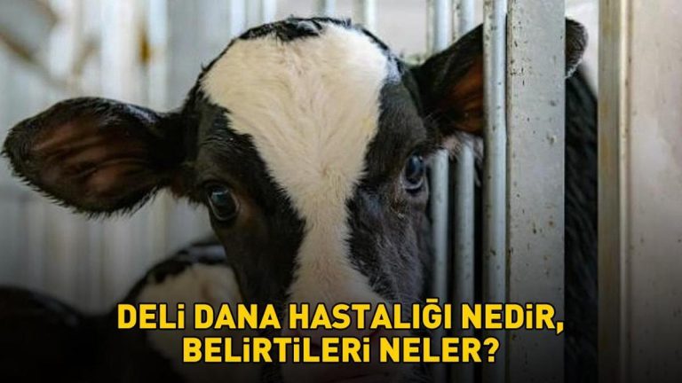 Deli dana hastalığı nasıl bulaşır? Ankara’nın ardından Bolu da ortaya çıktı! Deli dana hastalığı nedir ve belirtileri nelerdir?